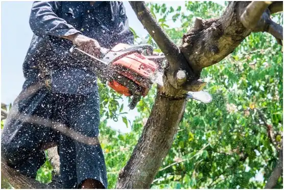 tree services Rapid Valley